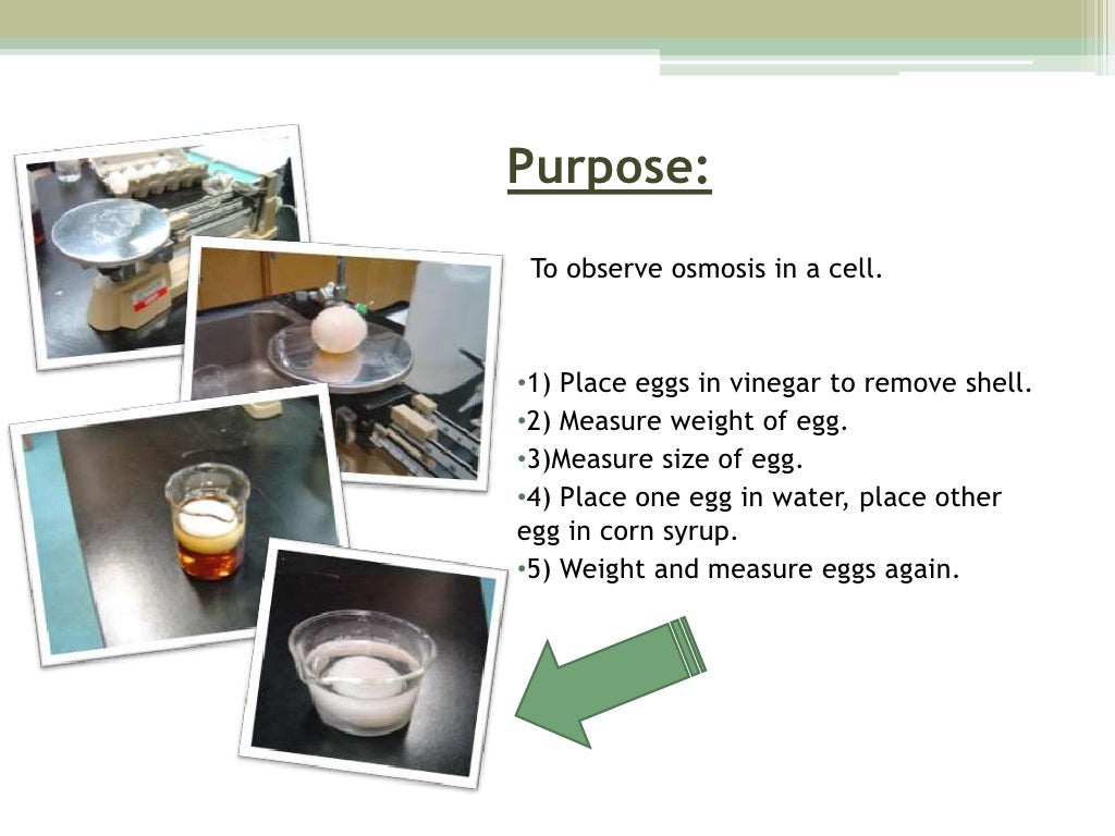 Kim's Egg osmosis experiment