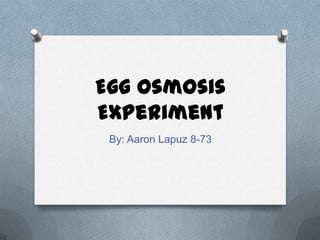 Egg Osmosis
Experiment
 By: Aaron Lapuz 8-73
 