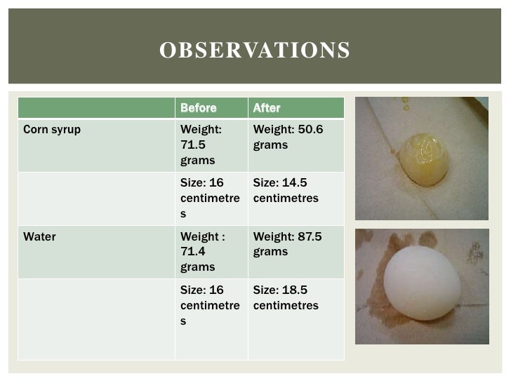 Isabel's Egg osmosis experiment