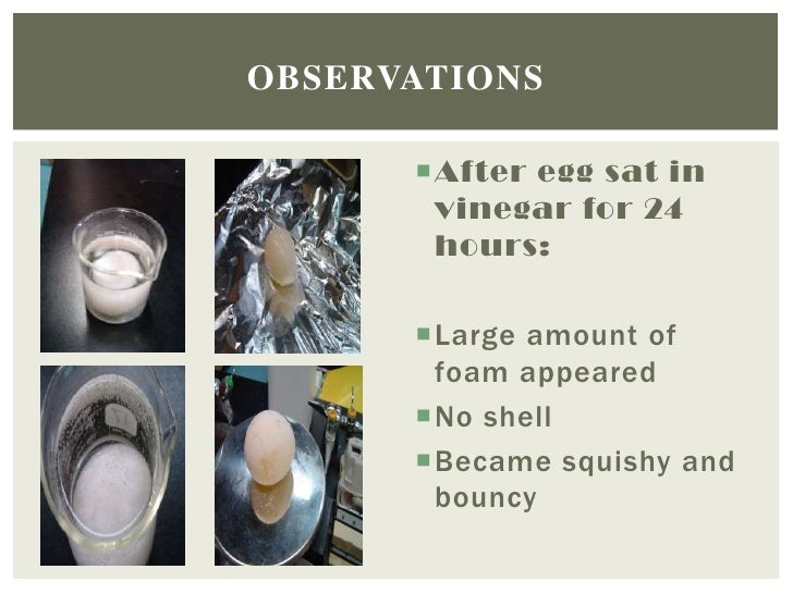 Isabel's Egg osmosis experiment