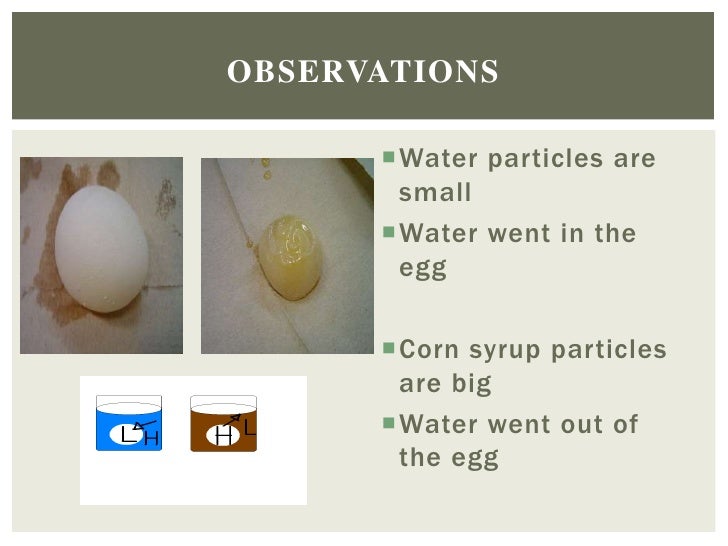 Isabel's Egg osmosis experiment