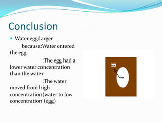 Conclusion
 Water egg:larger
     because:Water entered
the egg
              :The egg had a
lower water concentration
than the water
              :The water
moved from high
concentration(water to low
concentration (egg)
 
