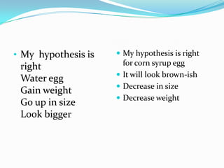 • My hypothesis is    My hypothesis is right
 right                 for corn syrup egg
                      It will look brown-ish
 Water egg
                      Decrease in size
 Gain weight
                      Decrease weight
 Go up in size
 Look bigger
 