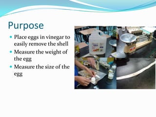 Purpose
 Place eggs in vinegar to
  easily remove the shell
 Measure the weight of
  the egg
 Measure the size of the
  egg
 