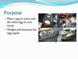 Purpose
 Place 1 egg in water and
  the other egg in corn
  syrup
 Weight and measure the
  eggs again
 
