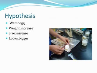 Hypothesis
 Water egg
 Weight:increase
 Size:insrease
 Looks:bigger
 