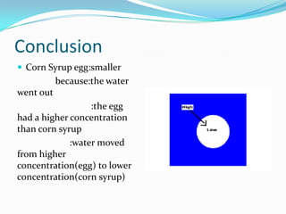 Conclusion
 Corn Syrup egg:smaller
           because:the water
went out
                  :the egg
had a higher concentration
than corn syrup
             :water moved
from higher
concentration(egg) to lower
concentration(corn syrup)
 