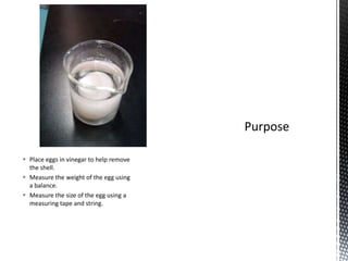  Place eggs in vinegar to help remove
  the shell.
 Measure the weight of the egg using
  a balance.
 Measure the size of the egg using a
  measuring tape and string.
 