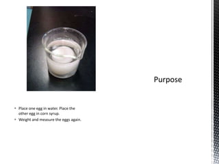  Place one egg in water. Place the
  other egg in corn syrup.
 Weight and measure the eggs again.
 
