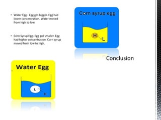  Water Egg- Egg got bigger. Egg had
  lower concentration. Water moved
  from high to low.



 Corn Syrup Egg- Egg got smaller. Egg
  had higher concentration. Corn syrup
  moved from low to high.
 