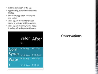  Bubbles coming off of the egg
 Eggs floating, bunch of white stuff at
  the top
 Skin is soft, Egg is soft and jelly like
  and squishy
 After egg sat in water for 2 days it
  seems to be larger and transparent.
 After egg sat in corn syrup for 2 days
  it looked soft and soggy and brown.
 