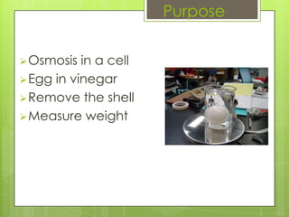 Purpose

 Osmosis  in a cell
 Egg in vinegar
 Remove the shell
 Measure weight
 