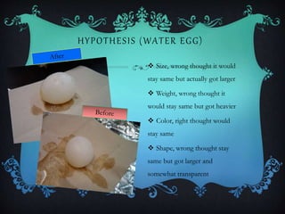 HYPOTHESIS (WATER EGG)
 Size, wrong thought it would
stay same but actually got larger
 Weight, wrong thought it
would stay same but got heavier
 Color, right thought would
stay same
 Shape, wrong thought stay
same but got larger and
somewhat transparent
 