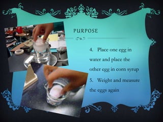 PURPOSE
4. Place one egg in
water and place the
other egg in corn syrup
5. Weight and measure
the eggs again
 
