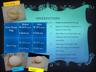Corn Syrup
Egg
Before
W 64.9 grams
S 16.0 cm
After
W 35.3 grams
S 13.0 cm
Water Egg
W 65.8 grams
S 16.5 cm
W 83.3 grams
S 18.0 cm
OBSERVATIONS
1) Bubbles coming off of the egg
2) Eggs now floating, at top there is a
bunch of white foam
3) After 24hrs lot of foam still at top,
shell gone feels soft or jelly-like
and squishy
4) After egg in corn syrup 2 days
looks soft, soggy, not round and
little brown
5) After egg sat in water 2 days
seemed larger and transparent
 