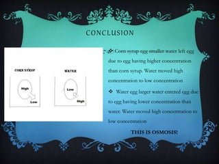 CONCLUSION
 Corn syrup egg smaller water left egg
due to egg having higher concentration
than corn syrup. Water moved high
concentration to low concentration
 Water egg larger water entered egg due
to egg having lower concentration than
water. Water moved high concentration to
low concentration
THIS IS OSMOSIS!
 