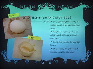 HYPOTHESIS (CORN SYRUP EGG)
 Size, right thought it would get
smaller water left egg went into corn
syrup
 Weight, wrong thought heavier
didn’t water left the egg went into
corn syrup
 Color, right thought it would turn
brown
 Shape, wrong thought it stayed
the same but got a little lumpy
 