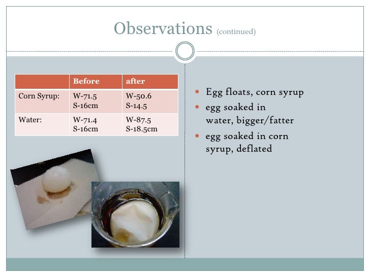 daphne's egg osmosis experiment