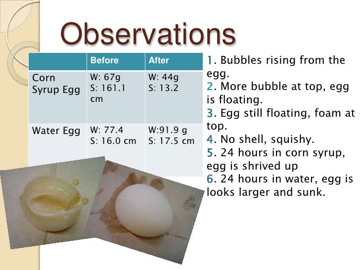 Sarissa Lloyd 816 Egg osmosis experiment powerpoint