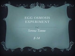 EGG OSMOSIS
EXPERIMENT

 Serena Tonnu

    8-14
 