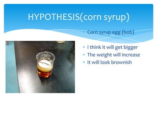 HYPOTHESIS(corn syrup)
            Corn syrup egg (bob)

            I think it will get bigger
            The weight will increase
            It will look brownish
 