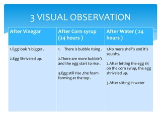 3 VISUAL OBSERVATION
After Vinegar            After Corn syrup              After Water ( 24
                         (24 hours )                   hours )

1.Egg look ‘s bigger .   1. There is bubble rising .   1.No more shell’s and it’s
                                                       squishy.
2.Egg Shriveled up.      2.There are more bubble’s
                         and the egg start to rise .   2.After letting the egg sit
                                                       on the corn syrup, the egg
                         3.Egg still rise ,the foam    shriveled up.
                         forming at the top .
                                                       3.After sitting in water
 