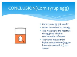 CONCLUSION(Corn syrup egg)


              Corn syrup egg got smaller
              Water moved out of the egg
              This was due to the fact that
              the egg had a higher
              concentration of water
              The water moved from
              higher concentration(egg)to
              lower concentration (corn
              syrup)
 