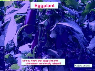 Do you know that eggplant and
cholesterol are closely related?
Do you know that eggplant and
cholesterol are closely related?
Eggplant
Click to advance.
 