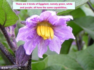 There are 3 kinds of Eggplant, namely green, white
and purple; all have the same capabilities.
There are 3 kinds of Eggpla...