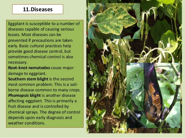 Eggplant production overview by Reja