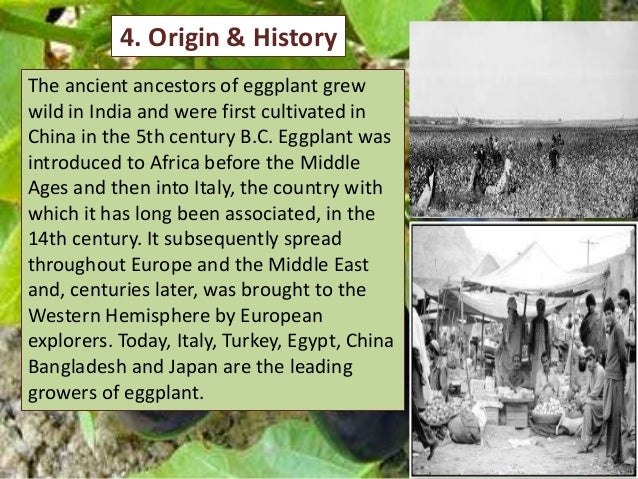 eggplant production overview by