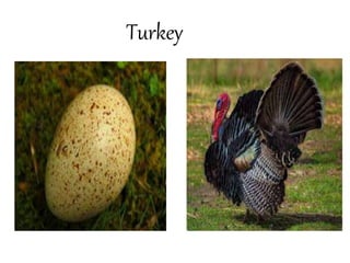 Turkey
 