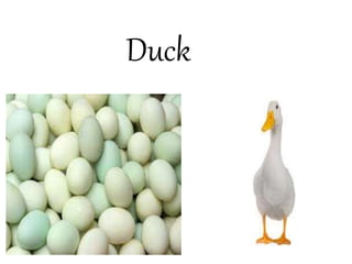 Duck
 