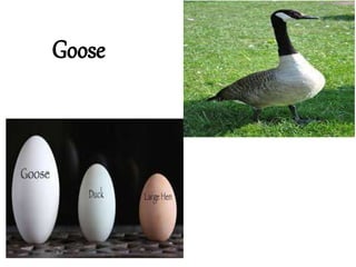 Goose
 