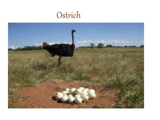 Ostrich
 