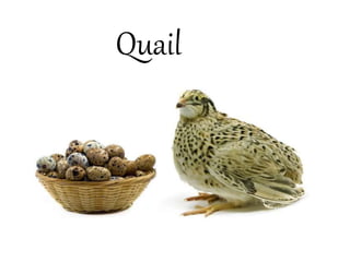Quail
 