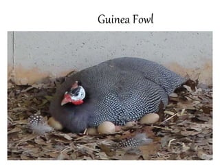 Guinea Fowl
 