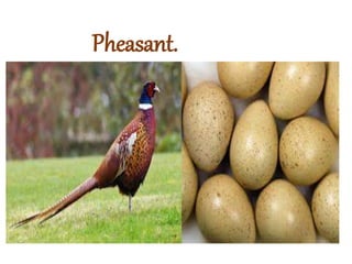 Pheasant.
 