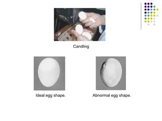 Ideal egg shape. Abnormal egg shape.
Candling
 