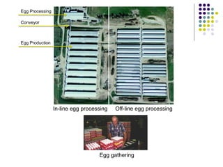 In-line egg processing Off-line egg processing
Egg gathering
Egg Processing
Egg Production
Conveyor
 