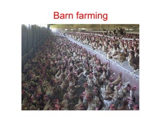 Barn eggs Barn farming 