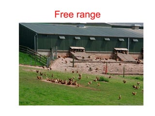Free range 