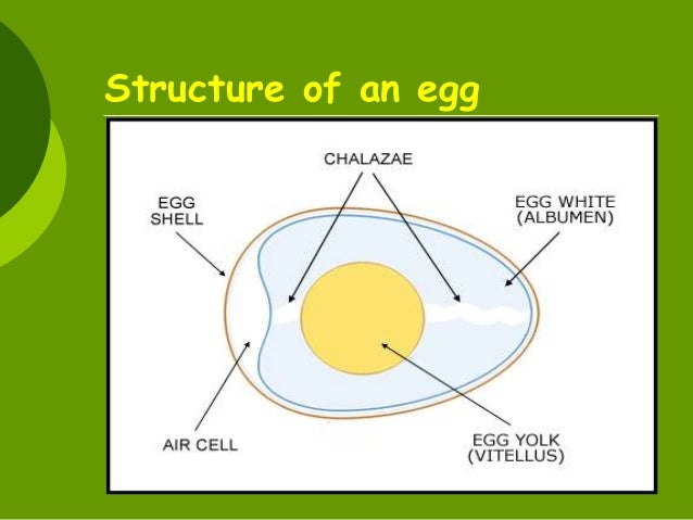Eggs