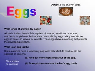 .
.
What kinds of animals lay eggs?
All birds, turtles, lizards, fish, reptiles, dinosaurs, most insects, worms,
arachnids, amphibians, but very few mammals, lay eggs. Many animals lay
eggs in water, on leaves, or in nests. These eggs have a covering that protects
the developing creature.
What is an egg tooth?
Some embryos have a temporary egg tooth with which to crack or pip the
eggshell or covering.
(a) Find out how chicks break out of the egg.
(b) Draw pictures to show the hen's egg tooth.
Oology is the study of eggs.
Click screen
to continue
 