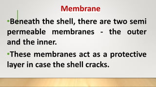 Membrane
•Beneath the shell, there are two semi
permeable membranes - the outer
and the inner.
•These membranes act as a protective
layer in case the shell cracks.
 