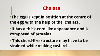 Chalaza
•The egg is kept in position at the centre of
the egg with the help of the chalaza.
•It has a thick-cord like appearance and is
composed of proteins.
• This chord-like structure may have to be
strained while making custards.
 