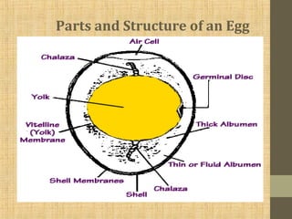 Parts and Structure of an Egg
 