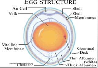 Delhindra /chefqtrainer.blogspot.com
 