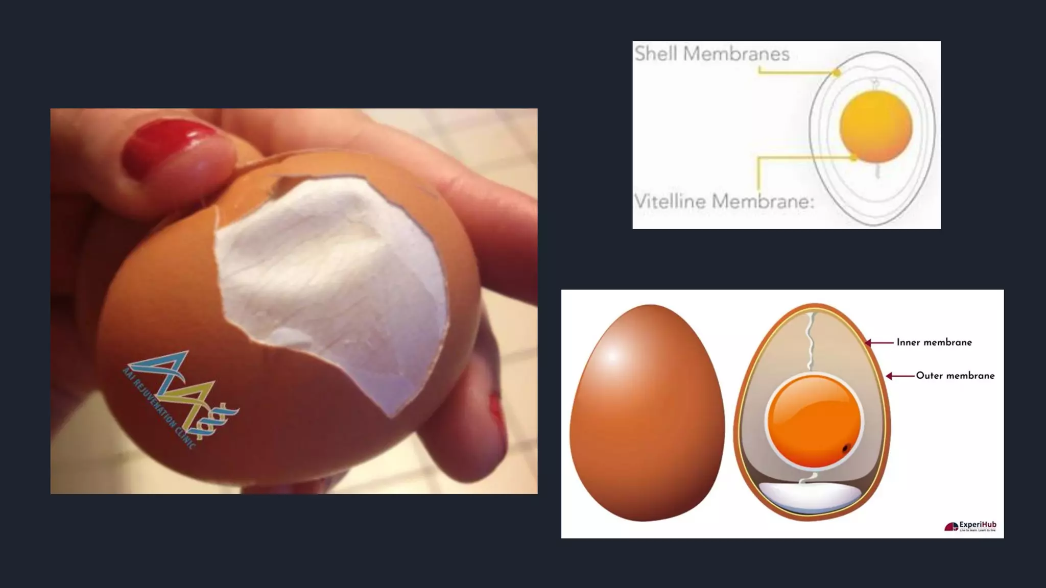 Egg Shell Through Eggshell membrane | PDF