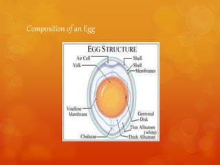 Composition of an Egg
 